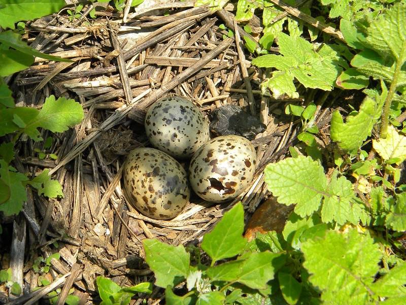By Sarah Nystrom/United States Fish and Wildlife Service; Public Domain